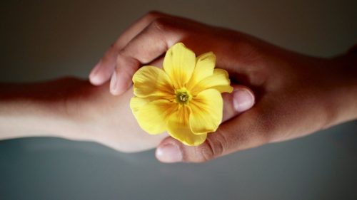 flower held between two hands