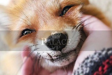 Damian Test, ,  Escort